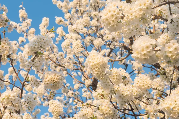 Flores Primavera Contra Cielo Azul — Foto de Stock