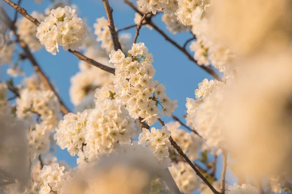 Wiosenne Kwiaty Przeciw Błękitne Niebo Zachód Światło — Zdjęcie stockowe