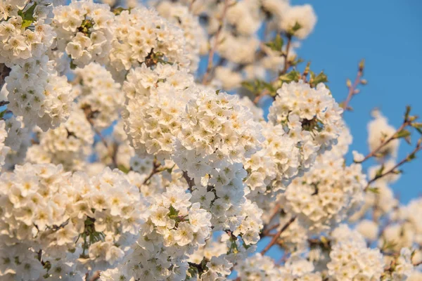 背景の青空と桜の木 — ストック写真