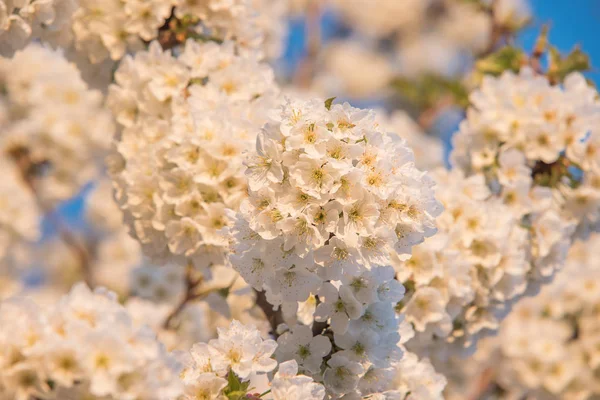Nahaufnahme Von Frühlingsblumen — Stockfoto
