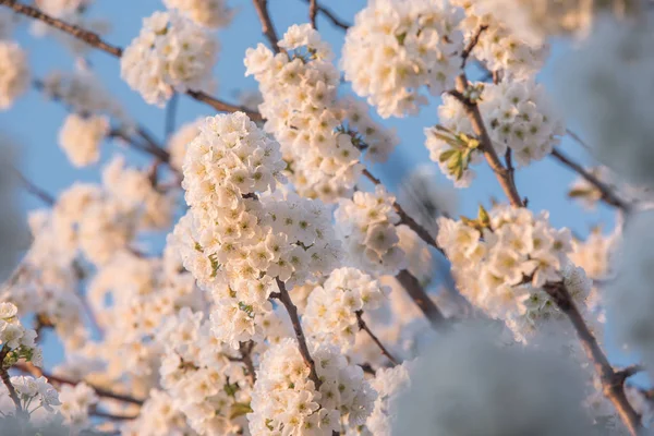 背景中的樱花树枝与蓝天 — 图库照片
