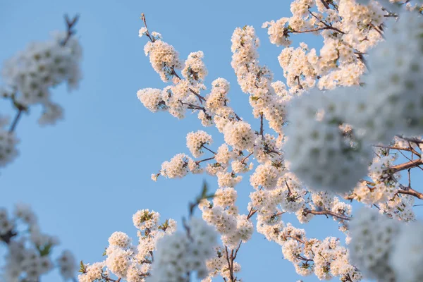 Hermoso Árbol Primavera Cielo Azul — Foto de Stock