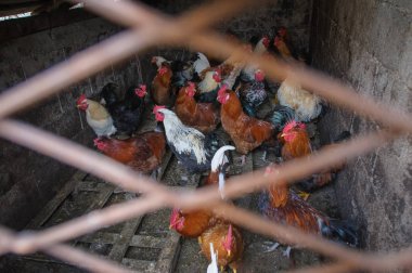Tavuk hayvan çiftliği, kümes hayvanları