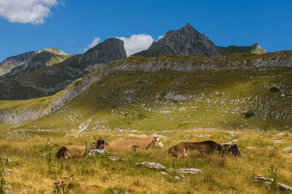 Τοπίο Του Βουνού Αγελάδες Πρώτο Πλάνο — Φωτογραφία Αρχείου
