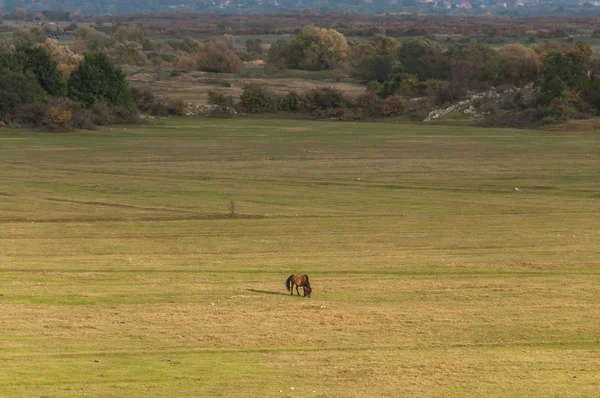 Pferd Allein Auf Der Weide — Stockfoto