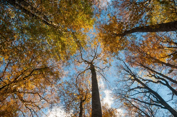 Bos Herfst Met Blauwe Lucht Achtergrond — Stockfoto