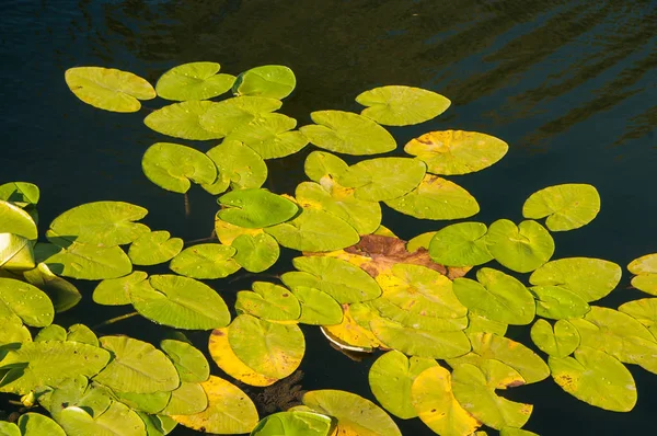 Vattenytan Sjön Med Lämnar — Stockfoto