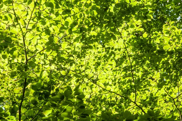Foglie Verdi Sfondo Stagionale — Foto Stock