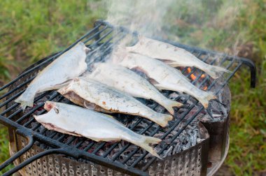 Deniz balığı ızgara, yakın çekim