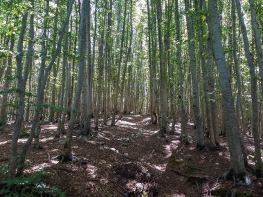 Orman yolu yalak genç kayın ormanı, Lovcen Milli Parkı, Karadağ