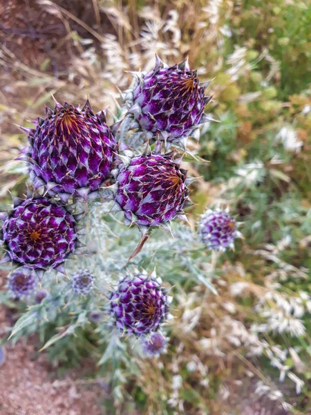 Mléko Thistle Byliny Přírodní Prostředek Pro Játra — Stock fotografie