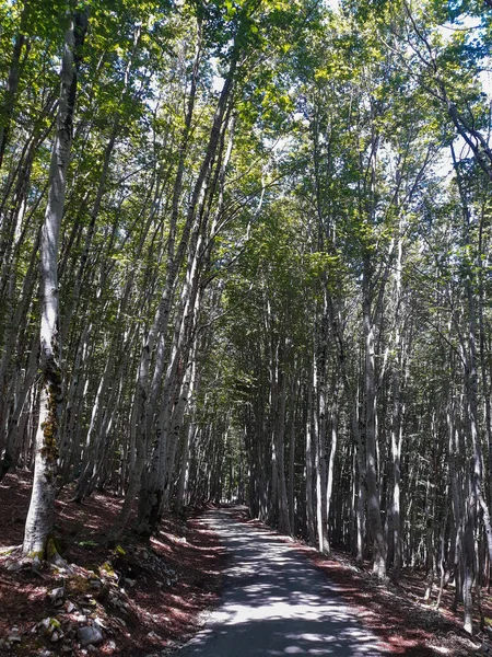 Camino Través Del Bosque Haya Joven Parque Nacional Lovcen Montenegro — Foto de Stock