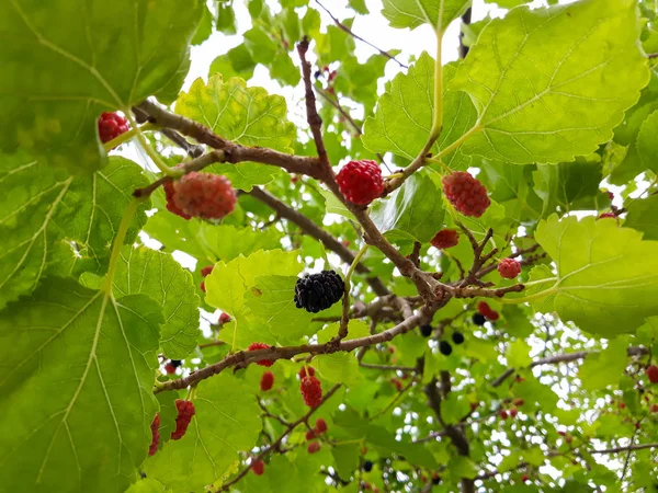 Υποκατάστημα Της Δέντρο Μουριά Πολύχρωμα Φρούτα — Φωτογραφία Αρχείου