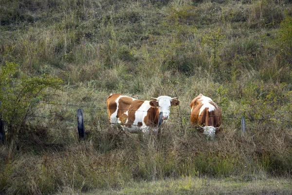 Two cows behind fence