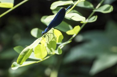 Yusufçuk creek şubesinin üzerinde