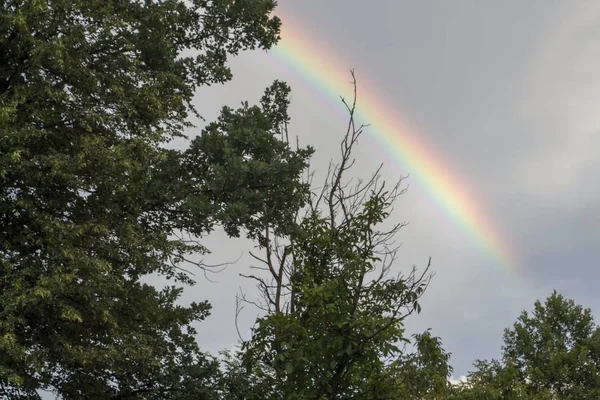 ağaçları ile arka plan gökkuşağı