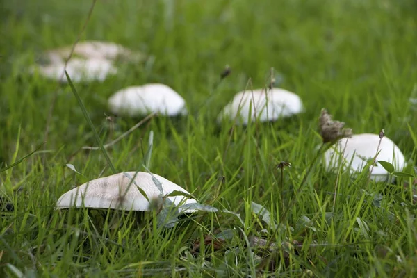 잔디에 버섯의 — 스톡 사진