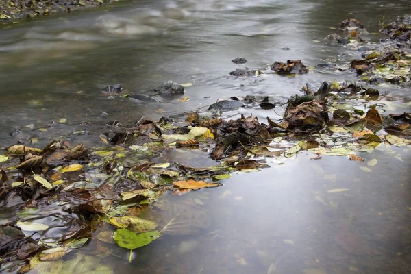 Bach Mit Blättern Herbst — Stockfoto