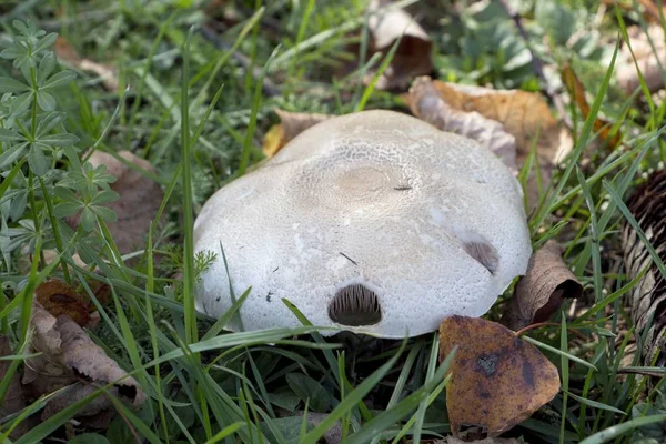 Bahçedeki izole beyaz mantar