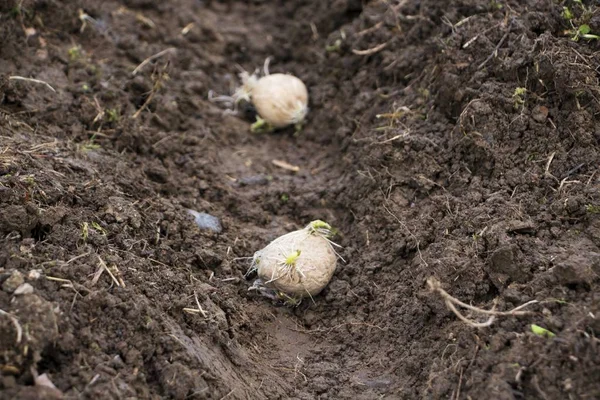 Zemin Tohumculuk patates için hazırlanan