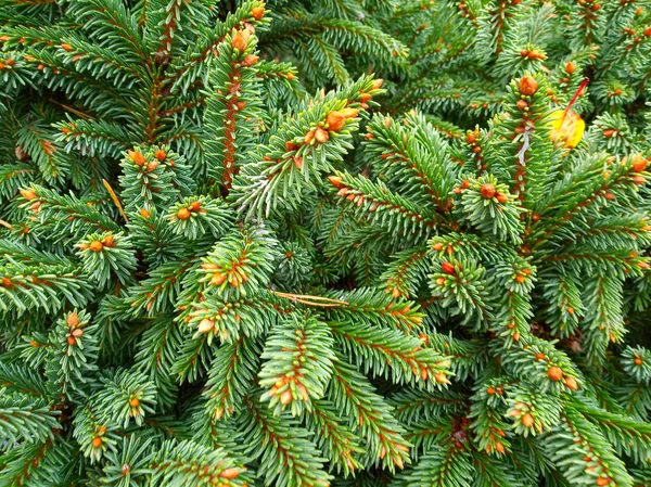 Branches of coniferous tree