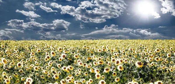 Veld Met Zonnebloemen Blauwe Lucht Fotografie — Stockfoto