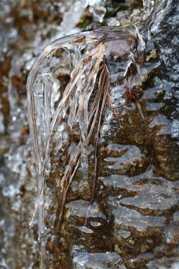 Bir saçağı Fransa'nın dağlarında bir taş içinde kışın donmuş kuru ot