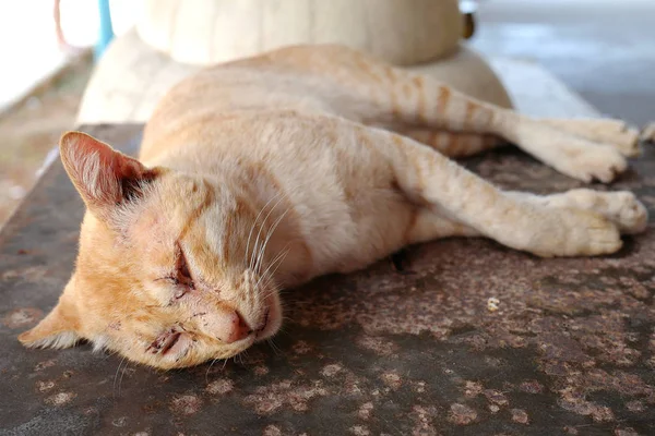 Pathetische alte zerkratzte rote Katze — Stockfoto