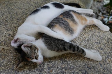 İki kedi yalanımı kucaklıyor 