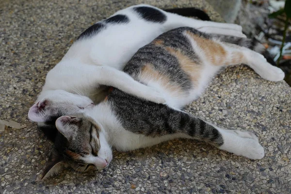 Zwei Katzen liegen in Umarmungen — Stockfoto
