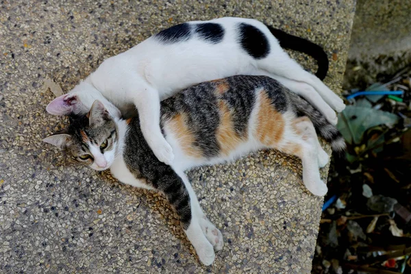 Dois gatos mentem em abraços — Fotografia de Stock