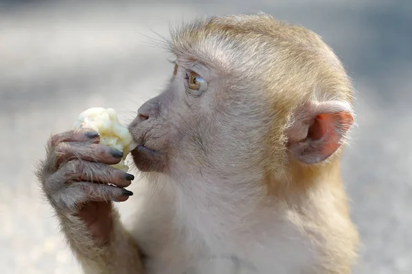 Hungry monkey eating banana — Stock Photo, Image