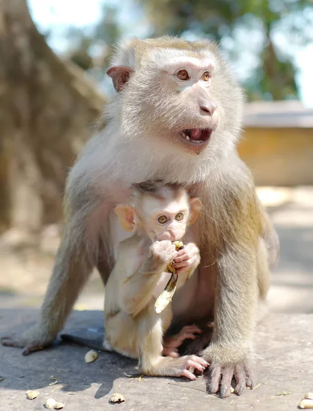 Monkey-mother and monkey-baby — Stock Photo, Image