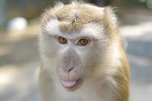 Angry monkey — Stock Photo, Image