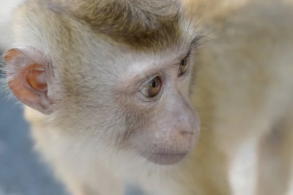 Close up portrait of monkey — Stock Photo, Image