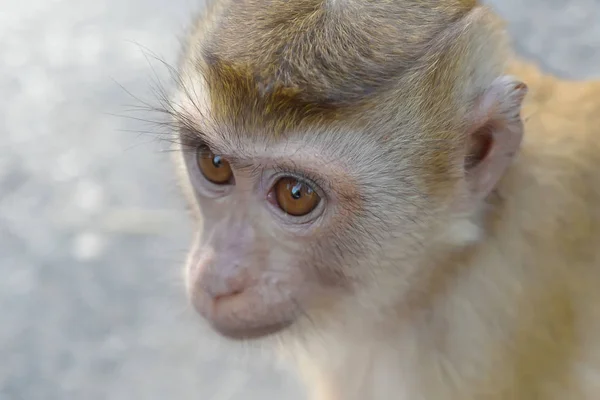 Close up portrait of monkey — Stock Photo, Image