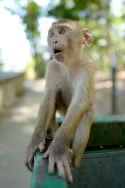 Funny monkey