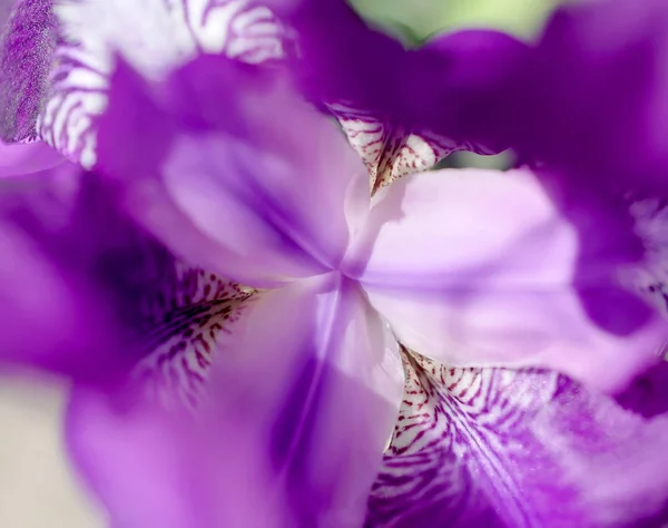 Violet flower iris — Stock Photo, Image