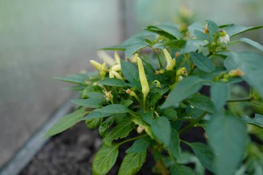 Genç biber çalısı