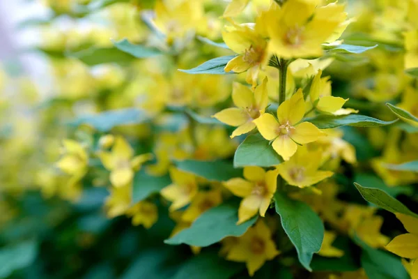 Dotted loosestrife (lysimachia punctata) in bloom — Stock Photo, Image