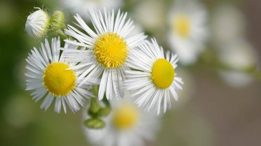 Masaüstü için duvar kağıdı - papatya çiçekleri