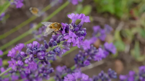 Die Feldhummel sammelt süßen Nektar auf einem Lavendel — Stockfoto
