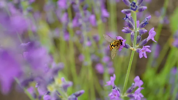 Sericomyia silentis Insekt im Lavendelfluss — Stockfoto