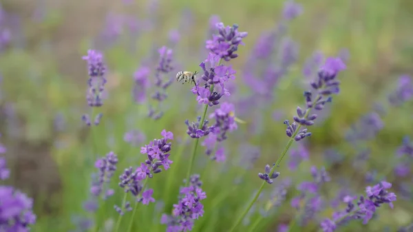 O zangão de campanha que reúne o néctar doce em uma lavanda — Fotografia de Stock