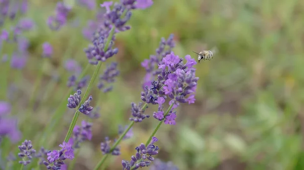 The field bumblebee collecting sweet nectar on a lavender — Stock Photo, Image