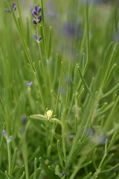 Misumena de cangrejo araña en flor de lavanda —  Fotos de Stock