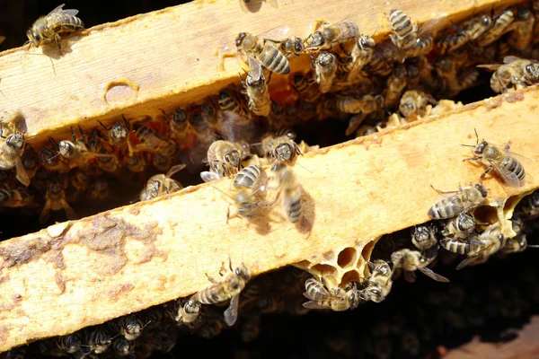 Μέλισσες σε μια κυψέλη — Φωτογραφία Αρχείου