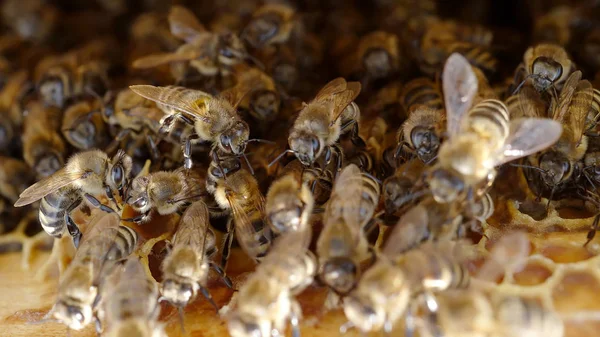 Les abeilles dans une ruche Images De Stock Libres De Droits