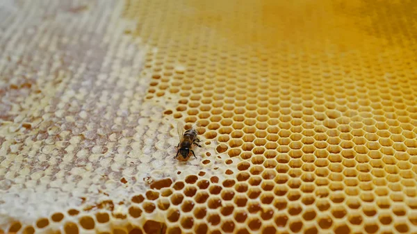 Bee op honingraten — Stockfoto