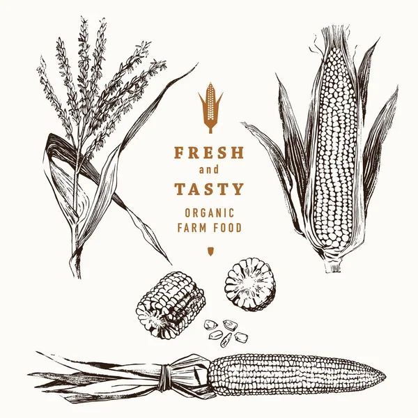 Maïs sur l'ensemble de design vintage épi — Image vectorielle